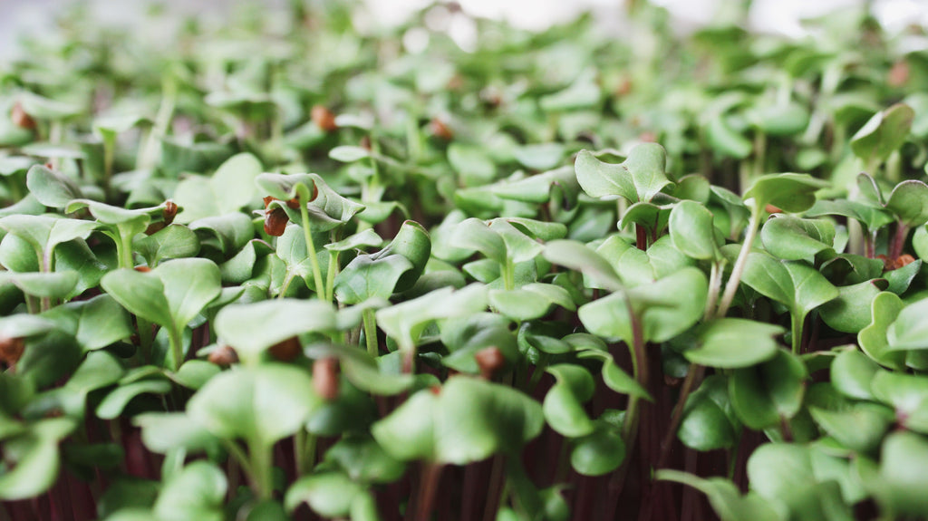 What is the difference between Sprouts and Microgreens?