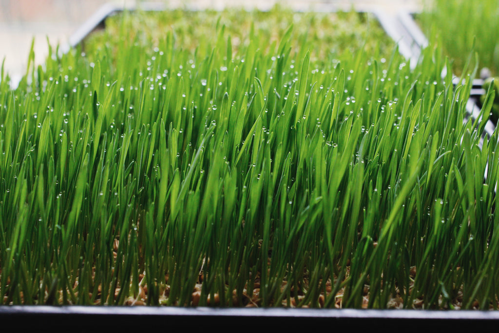 Wheatgrass grow kit with spray bottle, seeds, scissors, mats and trays