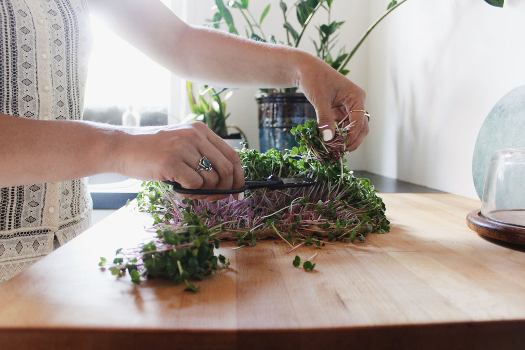 Harvesting and Storing your Microgreens