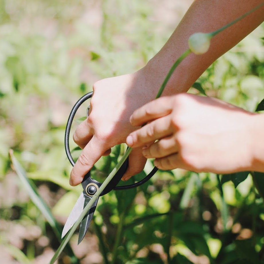 Higurashi Bonsai scissors trimming green plant