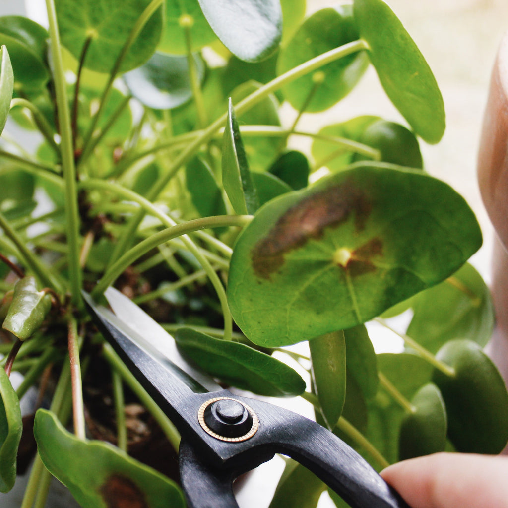 Higurashi Bonsai scissors pruning a plant included in the Plant Care Bundle